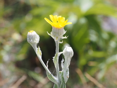 Senecio eubaeus