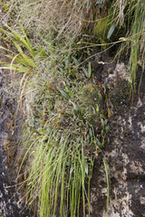 Elaphoglossum conforme