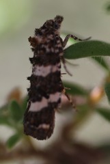 Scolioplecta comptana