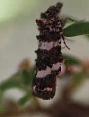 Scolioplecta comptana