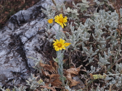 Senecio eubaeus