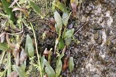 Elaphoglossum conforme