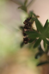 Scolioplecta comptana