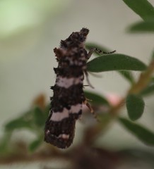 Scolioplecta comptana