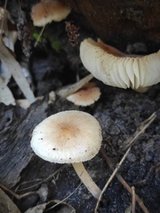 Leucoinocybe lenta