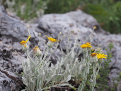 Senecio eubaeus