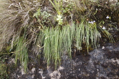 Trachyandra tabularis