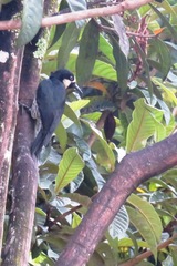 Melanerpes formicivorus