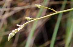 Trachyandra tabularis