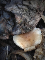 Leucoinocybe lenta
