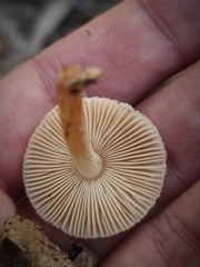 Leucoinocybe lenta