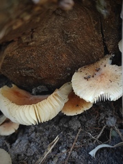 Leucoinocybe lenta