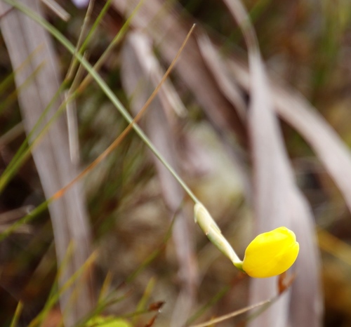 Image of Slender Rushiris (Bobartia filiformis) by (c) Tony Rebelo, some rights reserved (CC BY-SA)