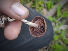 Agaricales