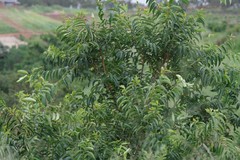 Sclerocroton integerrimus