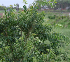 Sclerocroton integerrimus