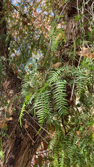 Schinus molle