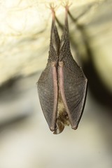 Rhinolophus ferrumequinum