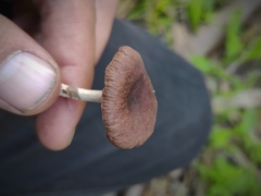 Agaricales