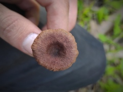 Agaricales