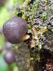 Lycoperdon purpurascens