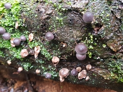 Lycoperdon purpurascens