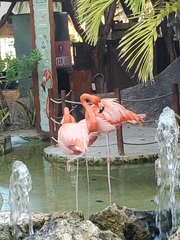Phoenicopteriformes