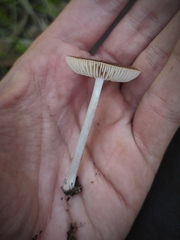 Pluteus nanus