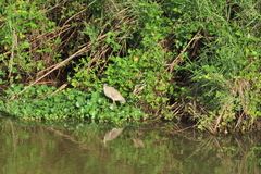 Pontederia crassipes