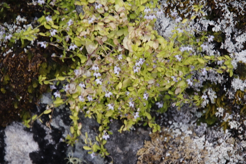 Image of Unigenes humifusa by (c) Tony Rebelo, some rights reserved (CC BY-SA)