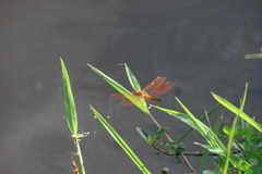Brachythemis contaminata