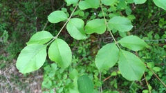 Fraxinus ornus ornus