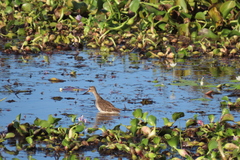 Pontederia crassipes