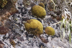 Hypodontium pomiforme