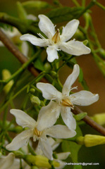 Wrightia tinctoria