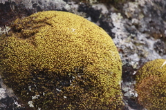 Hypodontium pomiforme