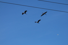 Mycteria leucocephala