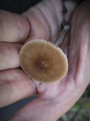 Pluteus nanus