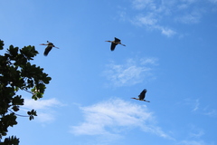 Mycteria leucocephala