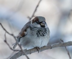 Passer domesticus