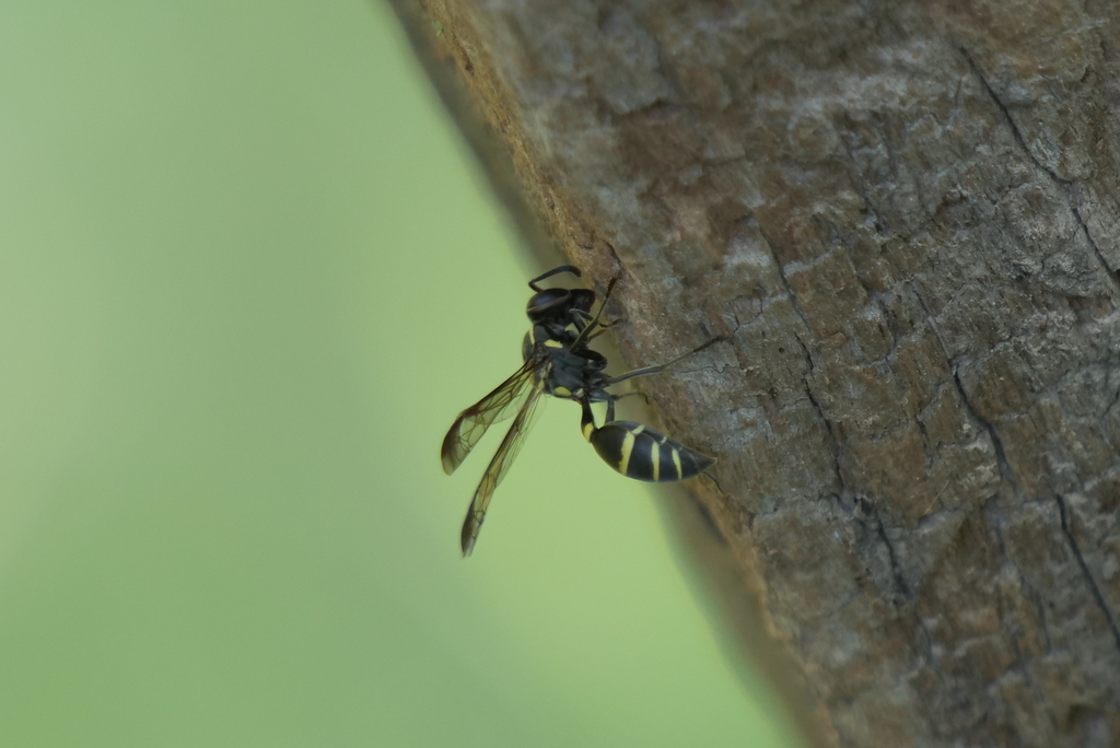 Yellowbanded Polybia Wasp from San Jeronimo Nte., Santa Fe, Argentina