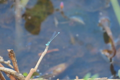 Pseudagrion microcephalum