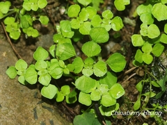 Pilea peploides major