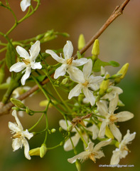 Wrightia tinctoria