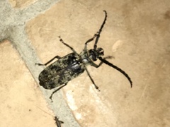 Tithoes frontalis