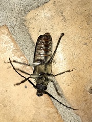 Tithoes frontalis