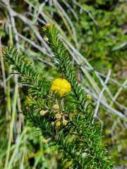 Acacia beadleana