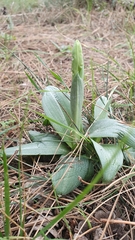 Ophrys sphegodes massiliensis