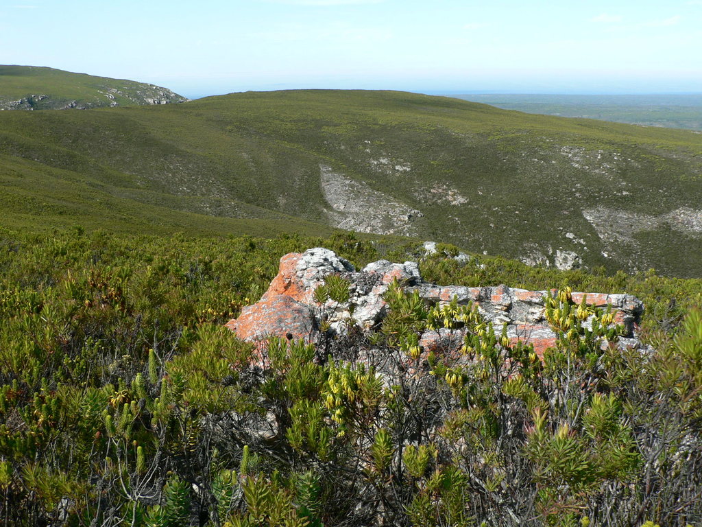 Mesembryanthemum muricatum Haw. 2