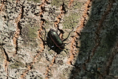 Strongylium cupreocinctum